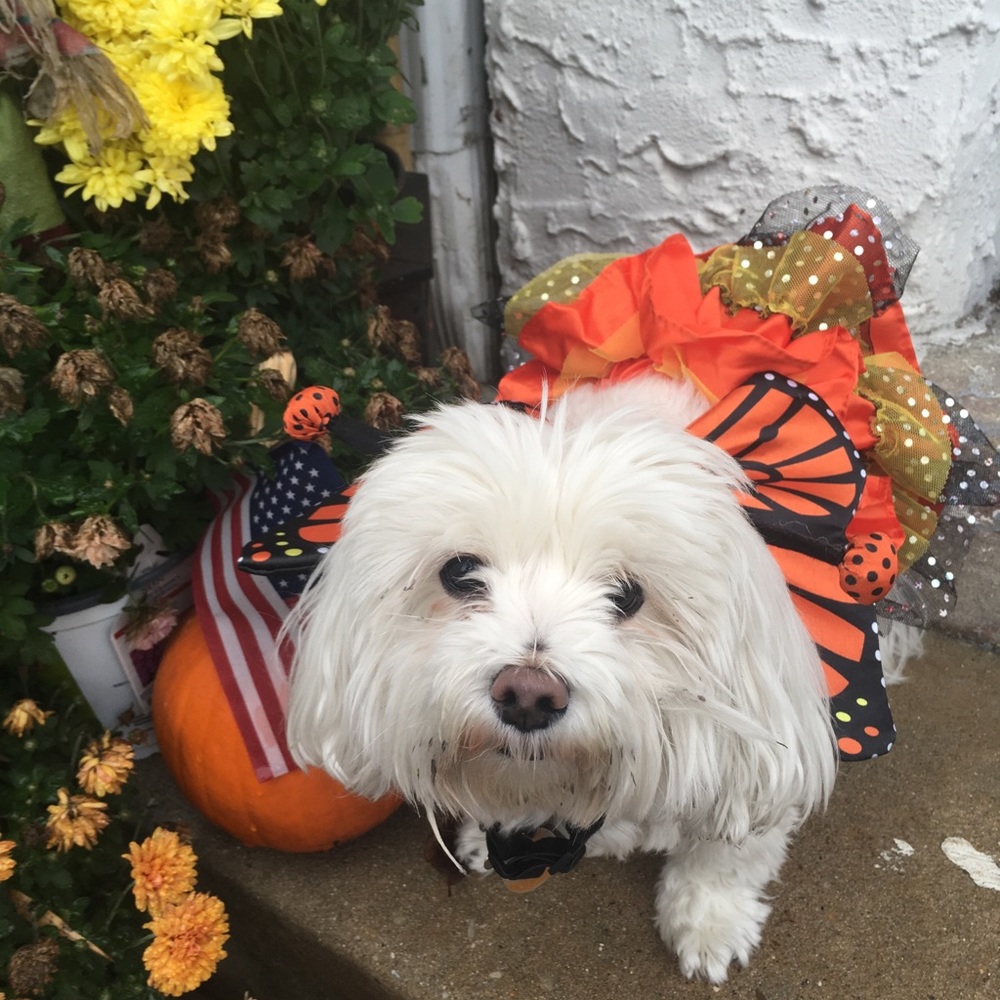 Meet your Posher, Bee. And her “baby” doggie
